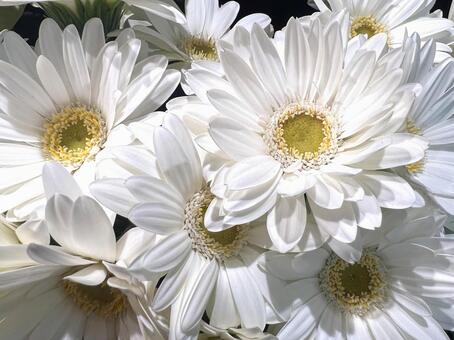 ガーベラ ガーベラ,花,アップの写真素材