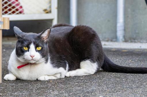 猫(271) 猫(271) 猫,食肉目,ネコ科の写真素材