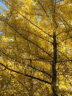 紅葉の木 紅葉の木 秋,自然,風景の写真素材