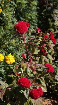 【花の写真】ケイトウ ケイトウ,鶏頭,鶏冠の写真素材