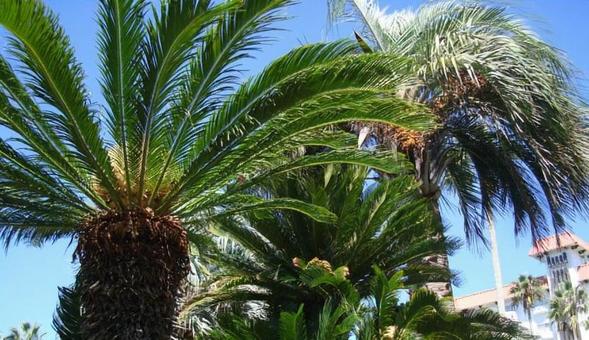 植物と空 植物と空 空,夏,鎌倉の写真素材