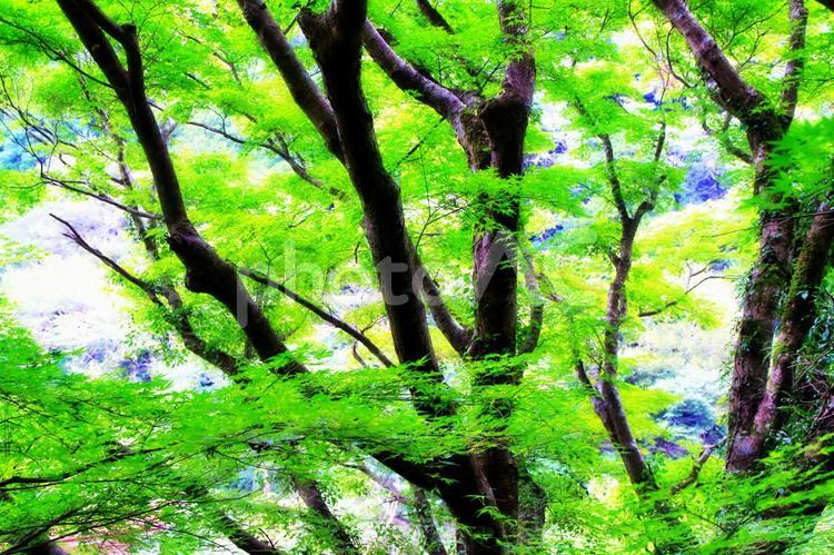 初秋・まだ青いモミジ モミジ,初秋,樹木の写真素材