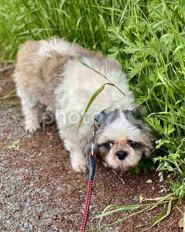 お散歩するシーズーわんこさん　縦画像 犬,シーズー,正面の写真素材