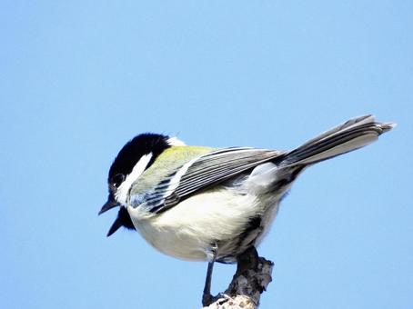 鳴くシジュウカラ 鳴くシジュウカラの写真