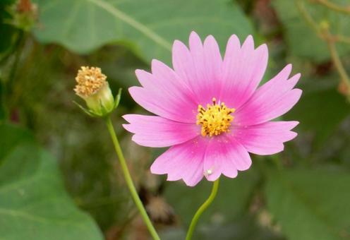 【花の写真】コスモス（秋桜）の写真