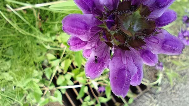 蜜を集める働き蟻 蜜を集める働き蟻 サルビア,蟻,花の写真素材