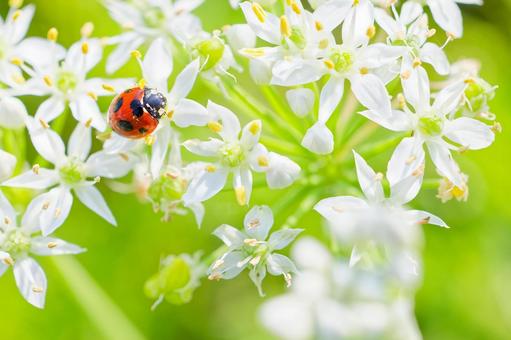 花粉の付いたナナホシテントウ 花粉の付いたナナホシテントウ ナナホシテントウ,七星天道,七星瓢虫の写真素材