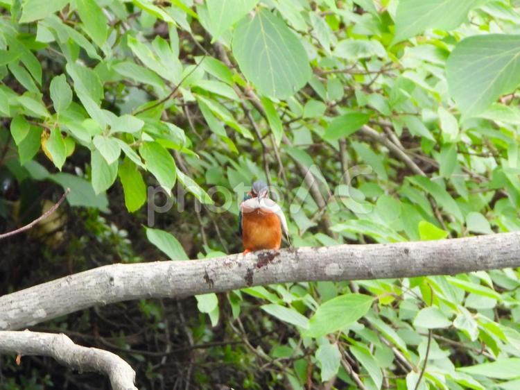 エサの小魚を咥えたカワセミ7 カワセミ,鳥,親カワセミの写真素材