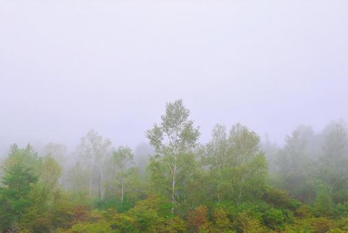 霧と森の木々 霧と森の木々 霧,小雨,静かの写真素材