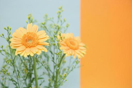 ツートンカラー背景と花の写真