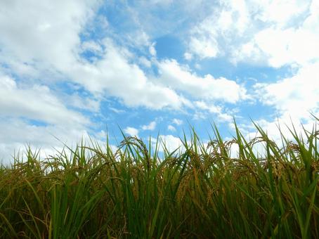 【風景写真】秋の田んぼの風景 【風景写真】秋の田んぼの風景の写真