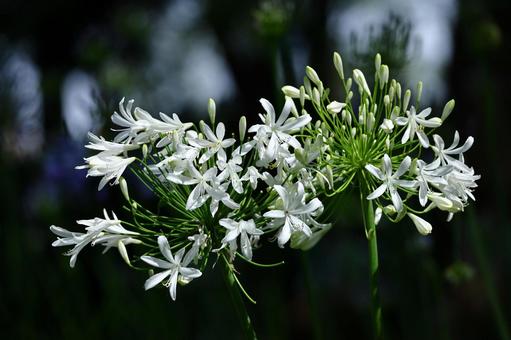 Photo, agapanthus, purple clam, murasaki kunsiran, 
