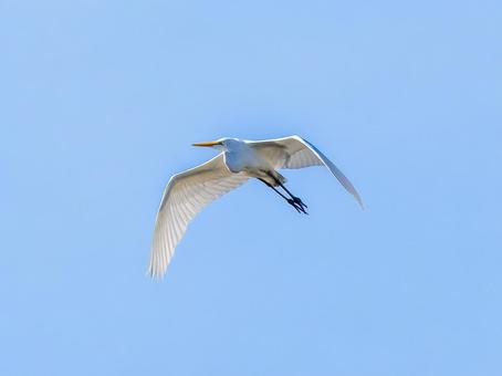 空を飛ぶダイサギ ダイサギ,野鳥,サギの写真素材