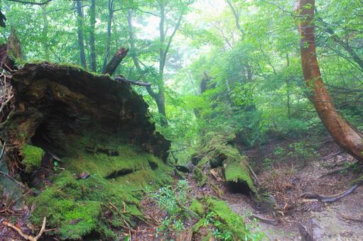 屋久島の原生林 屋久島の原生林の写真