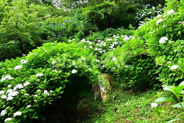 あじさい（茨城雨引観音） あじさい,紫陽花,風景の写真素材