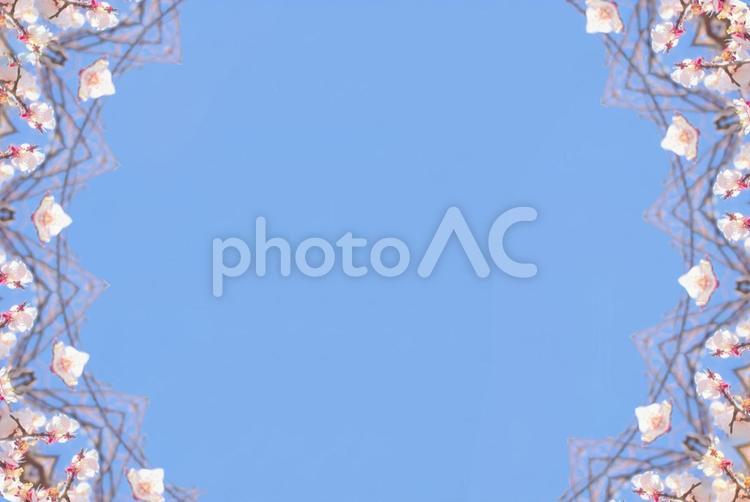桜モチーフの幾何模様（フレーム） 桜,開花,満開の写真素材