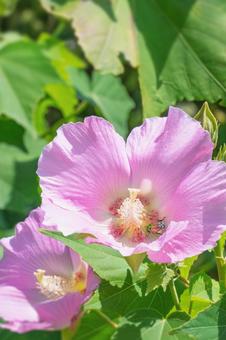 フヨウにコガネムシ フヨウにコガネムシ フヨウ,芙蓉,花の写真素材