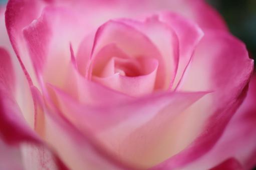 綺麗な薔薇をアップで撮りました 綺麗な薔薇をアップで撮りましたの写真