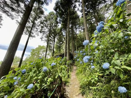 Wakayama Drive-in Hanazono Hydrangea Garden, JPG Wakayama Drive-in Hanazono Hydrangea Garden, JPG