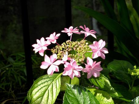 花壇に咲くガクアジサイ「花火」 アジサイ,ガクアジサイ,ヤマアジサイの写真素材