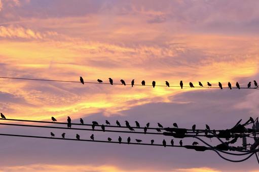 夕方都会の電線に集まるムクドリの影 害鳥 夕方都会の電線に集まるムクドリの影 害鳥 ムクドリ,害鳥,都会の写真素材