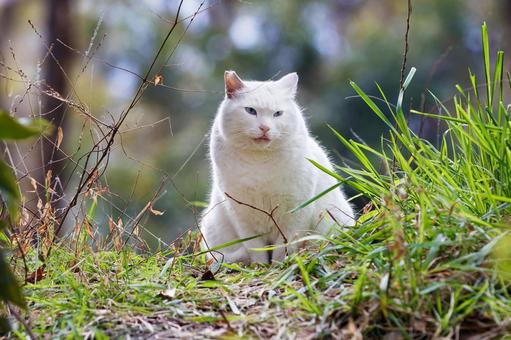 大阪城公園の野良猫 大阪城公園の野良猫 野良猫,猫,動物の写真素材