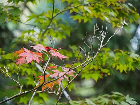 色づき始め 紅葉,もみじ,こうようの写真素材