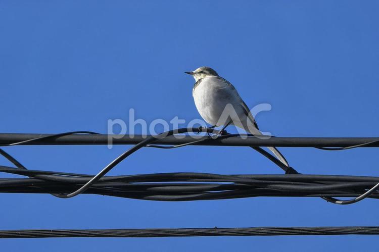 青空と電線にとまるハクセキレイ 野鳥,鳥,青空の写真素材