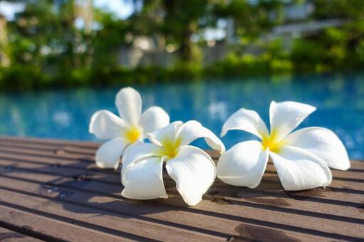 南国リゾートプールサイドの白いプルメリア プルメリア,プールサイド,リゾートの写真素材