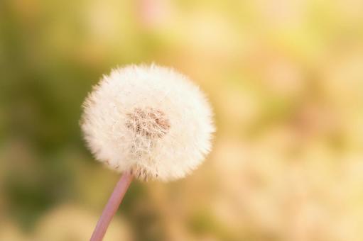 西日差す温かみのあるタンポポの綿毛の写真