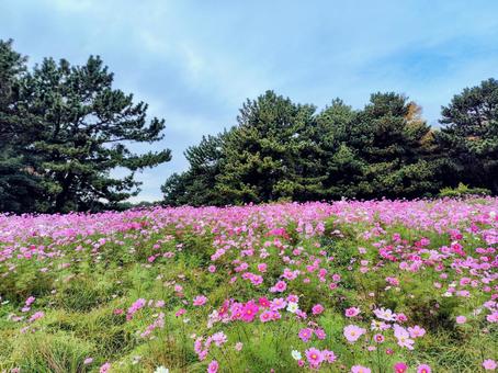 葛西臨海公園　コスモス 葛西臨海公園,コスモス,花畑の写真素材