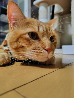 ちょっと頭あげて ちょっと頭あげての写真