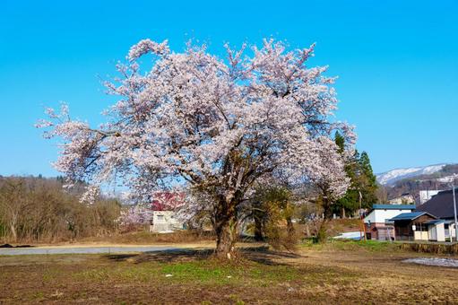 250426西大滝ダムの桜 250426西大滝ダムの桜の写真