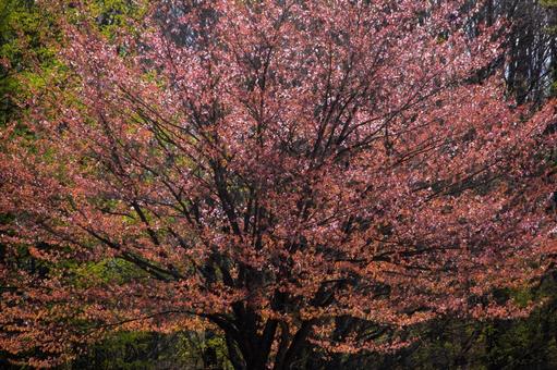 輝く葉桜の木 輝く葉桜の木 葉桜,葉,輝きの写真素材