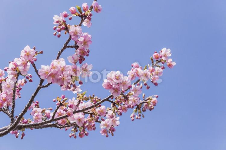 免々田川の桜3（田原市） 桜,河津桜,免々田川の写真素材