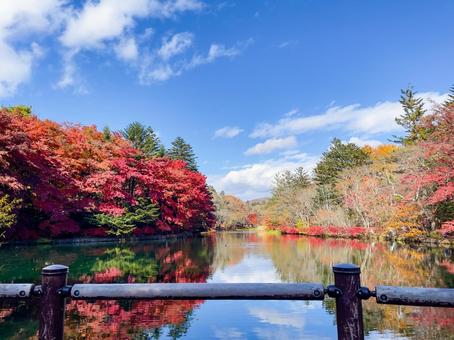 秋色に染まる雲場池の紅葉 紅葉,池,森の写真素材
