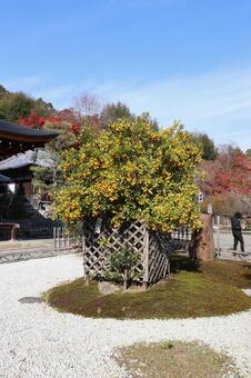 二尊院　本堂前の橘 二尊院,橘,タチバナの写真素材