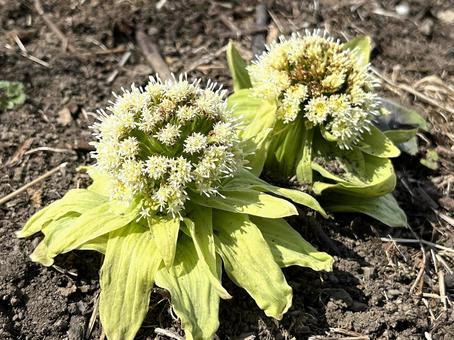 並んだふきのとう ふきのとう,フキ,蕗の写真素材