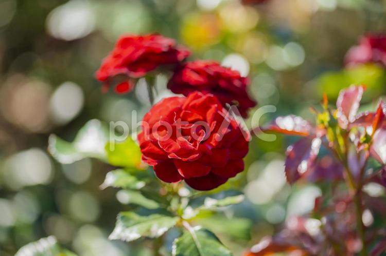 赤いバラが咲き誇るひたち海浜公園のバラ園 薔薇,バラ,赤い花の写真素材