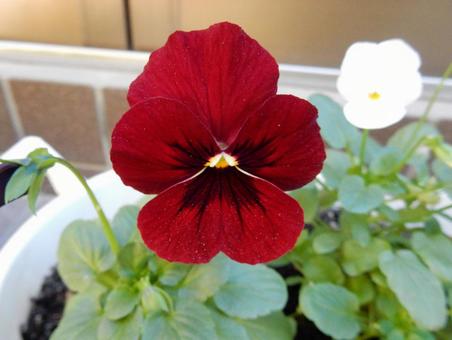 【花の写真】ピオラ ビオラ,三色菫,植物の写真素材