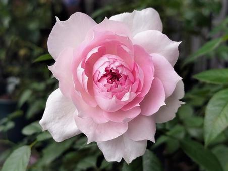 ベランダのバラ・シャリマー 薔薇,バラ,シャリマーの写真素材