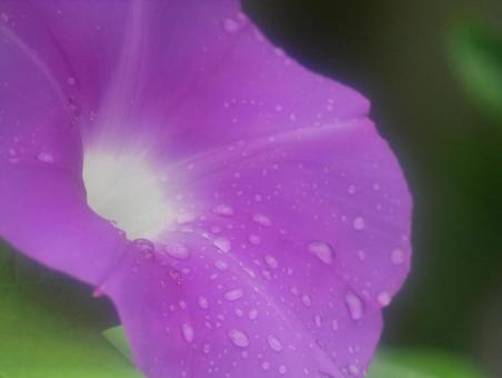雨上がりのアサガオ 雨上がりのアサガオ アサガオ,雨粒,水滴の写真素材