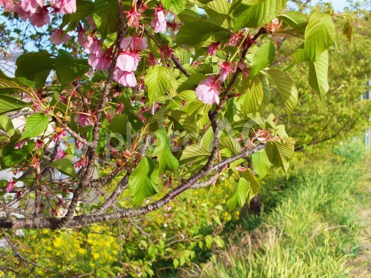 河津桜の花房と菜の花の風景 菜の花,河津桜,桜の木の写真素材