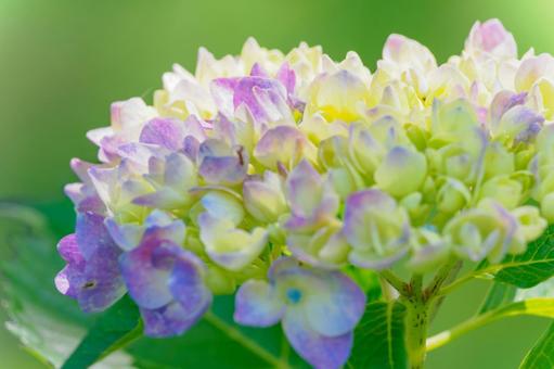 Hydrangea ⑸, JPG Hydrangea ⑸, JPG