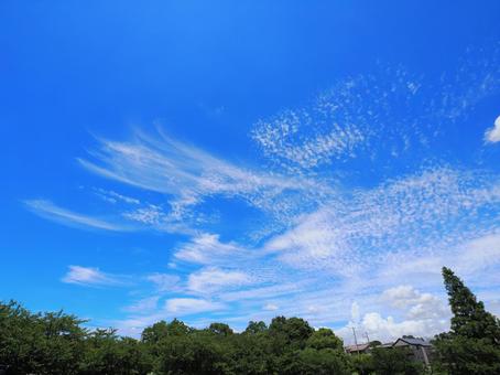 森と夏空の写真