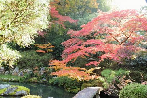 青蓮院門跡の紅葉の写真