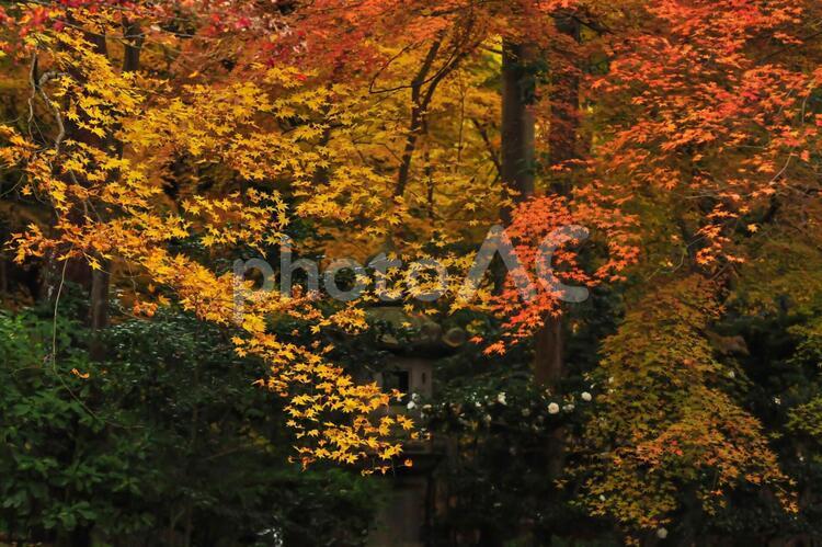 錦秋・京都絵巻！瑠璃光院の紅葉 秋,紅葉,きれいの写真素材