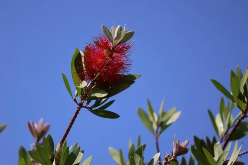 枝先の赤い花びらのブラシノキの花と青空 枝先,赤い,花びらの写真素材