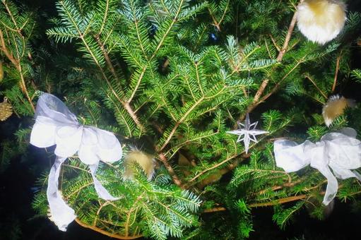 モミの木と装飾 モミの木,自然,屋外の写真素材