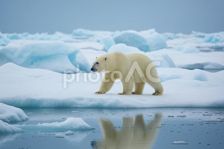氷の上を歩くシロクマ シロクマ,北極,クマの写真素材